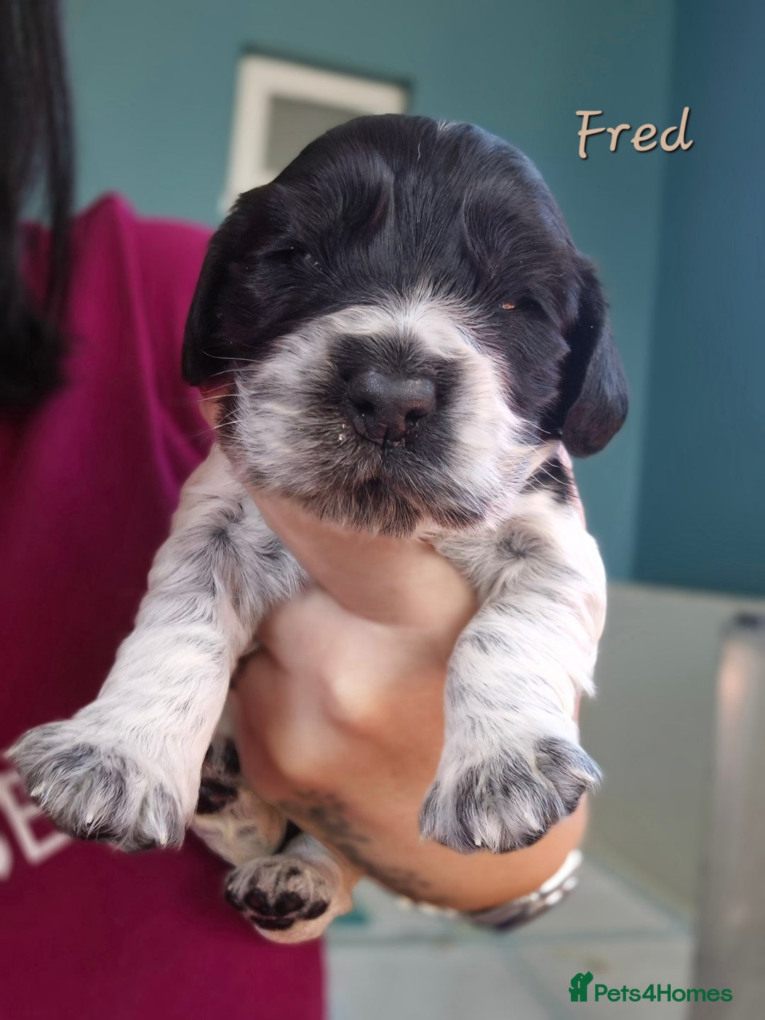 Cocker Spaniel dogs for sale: Reduced**** Ready Now Cocker Spaniel puppies 🐶  - Advert 16