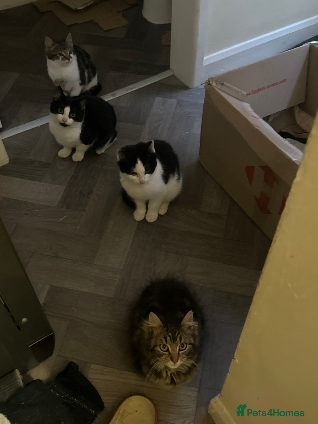 Domestic Shorthair cats for sale: Domestic shorthair kittens - Advert 8