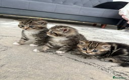 Scottish Fold cats for sale: Scottish straight kittens for sale  - Image 2