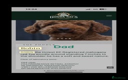 Cavapoo dogs for sale: ONE LAST LITTLE GIRL AVAILABLE  - Image 7