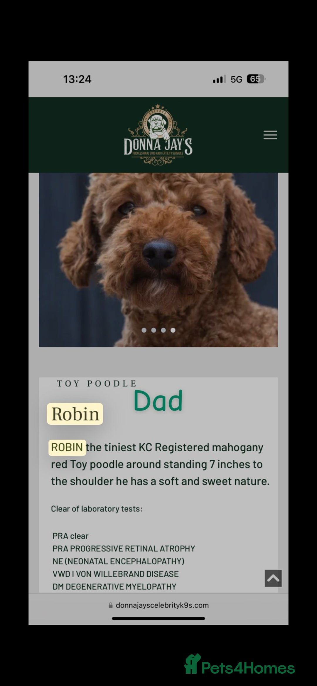 Cavapoo dogs for sale: ONE LAST LITTLE GIRL AVAILABLE  - Image 7