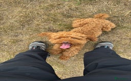 Miniature Poodle dogs for sale: Ollie needs a forever home - Image 4