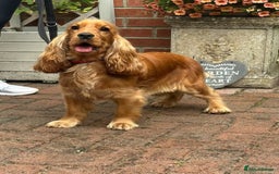 Cocker Spaniel dogs for sale: True To Type Show Cocker Spaniels - Advert 2
