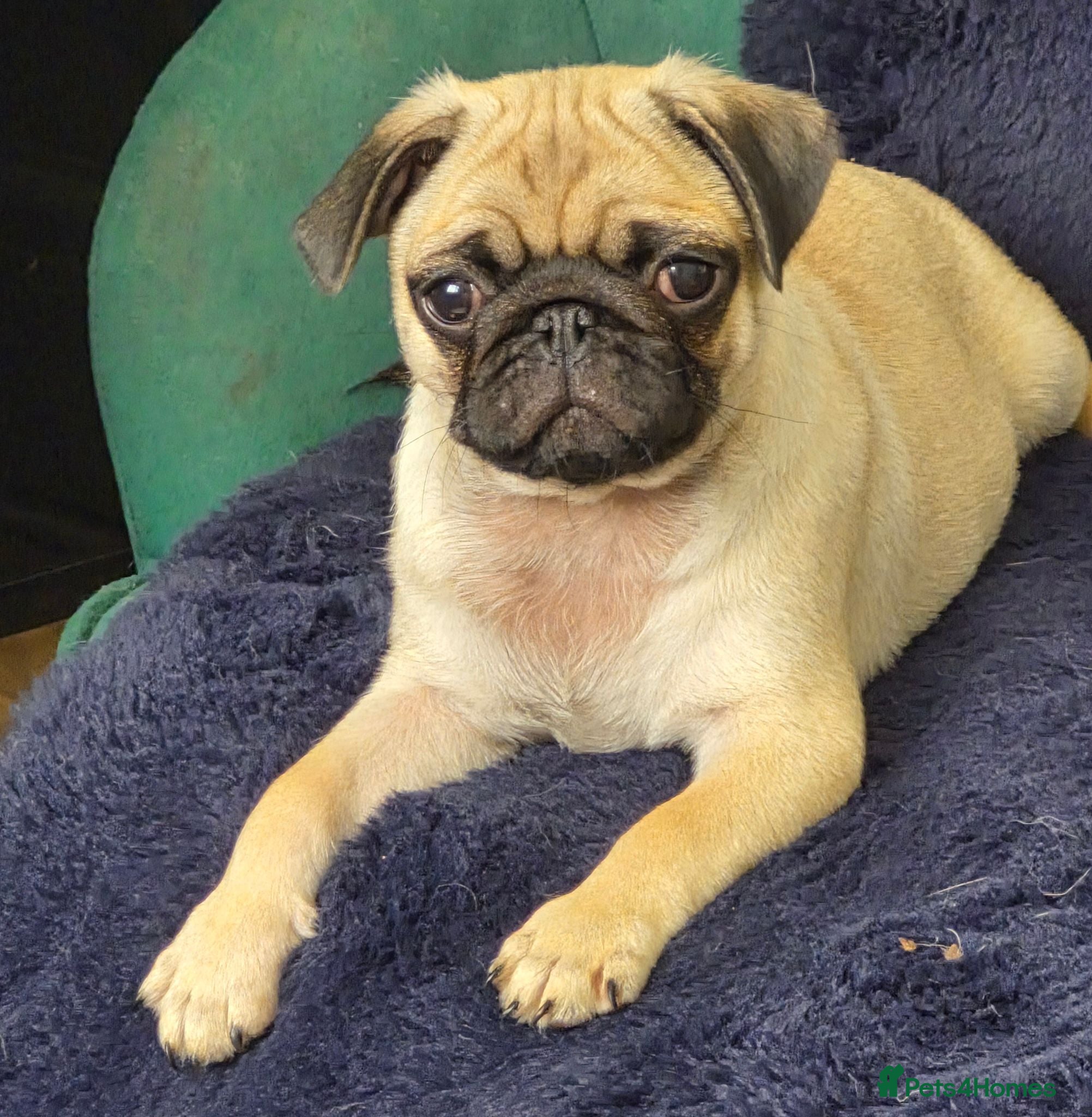 Pug dogs Pure bred pug puppies - Advert 4