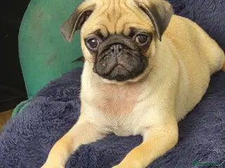Pug dogs Pure bred pug puppies - Advert 2