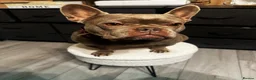 French Bulldog dogs for sale: 4y old female French bulldog  - Advert 2