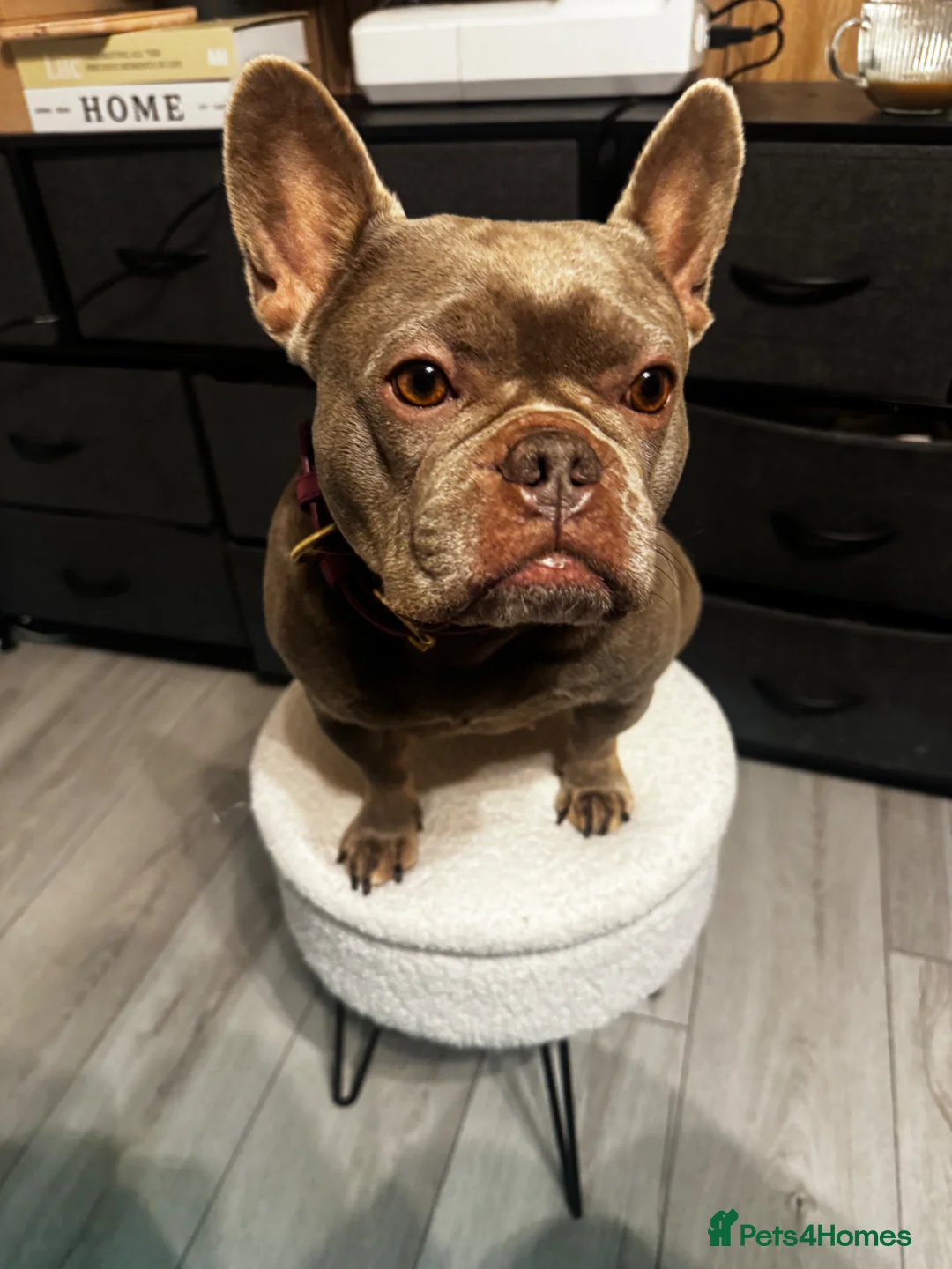 French Bulldog dogs for sale: 4y old female French bulldog  - Advert 2