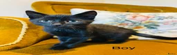 Mixed Breed cats for sale: *READY NOW* 3 Beautiful Black Kittens  - Advert 6