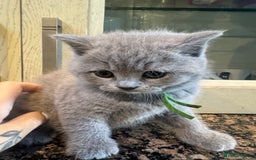 British Shorthair cats for sale: 🐾 British Shorthair Kittens 🐾 - Image 6