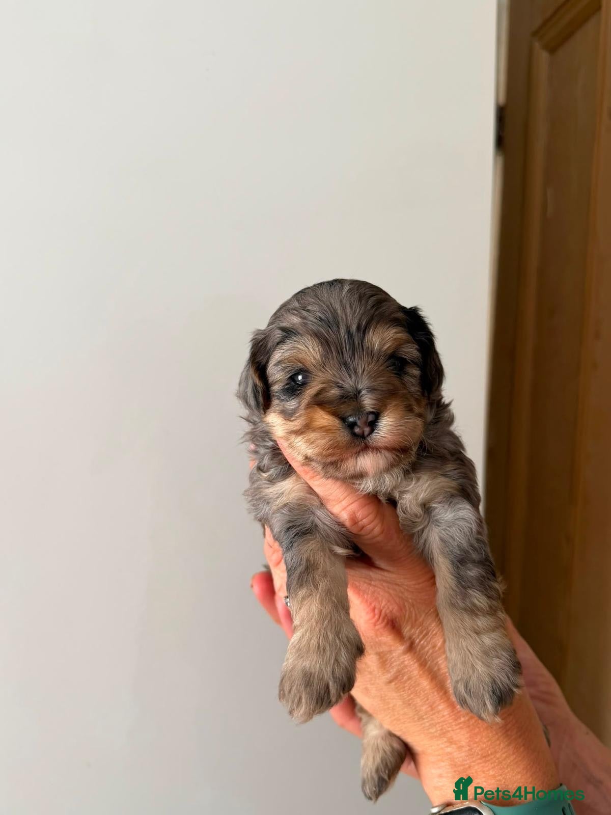 Maltipoo dogs 🤩4 stunning f1 male Maltipoo 🤩 - Advert 1