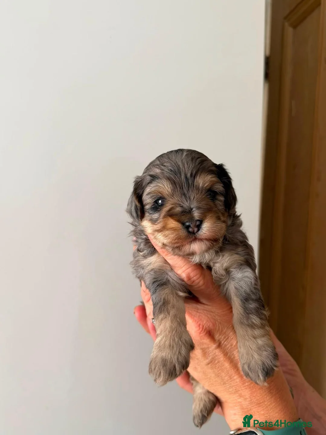 Maltipoo dogs for sale: 🤩4 stunning f1 male Maltipoo 🤩 - Advert 1