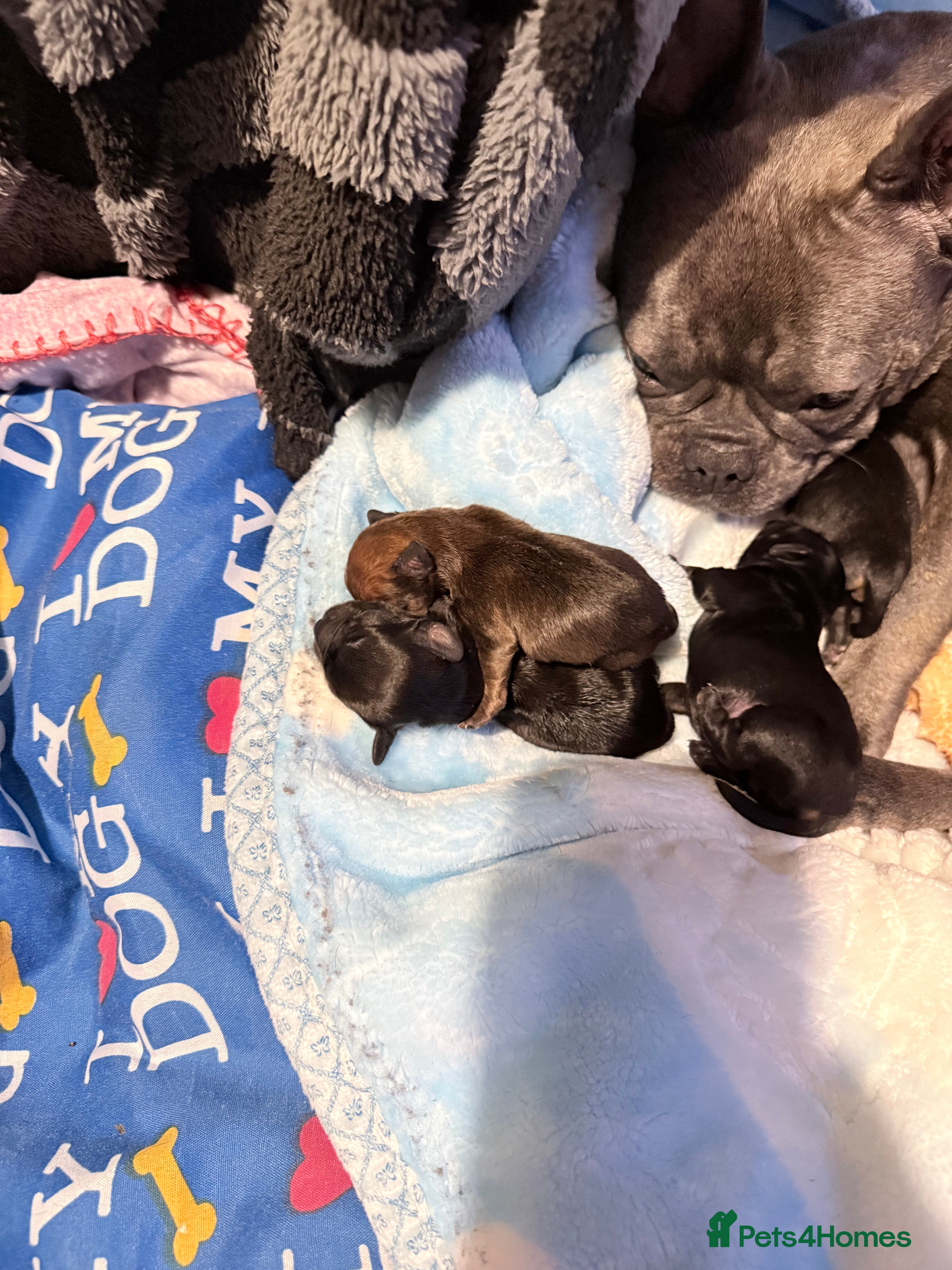 Mixed Breed dogs Frorkie puppies miniature frenchie/yorkie - Advert 2