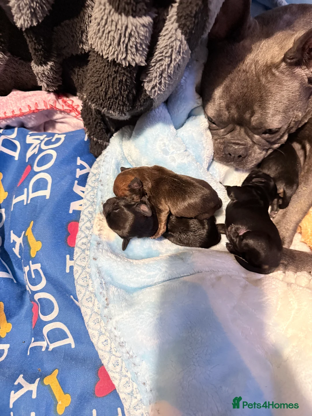 Mixed Breed dogs for sale: Frorkie puppies miniature frenchie/yorkie - Advert 2