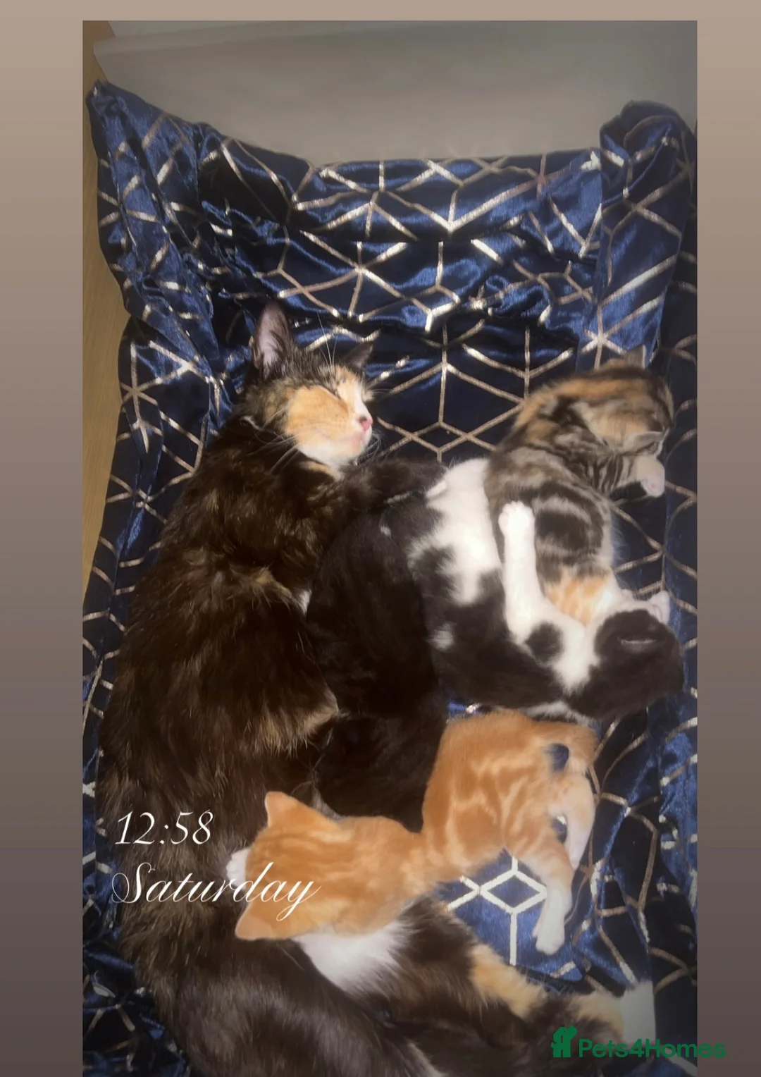 Mixed Breed cats for sale: Kittens  - Advert 1