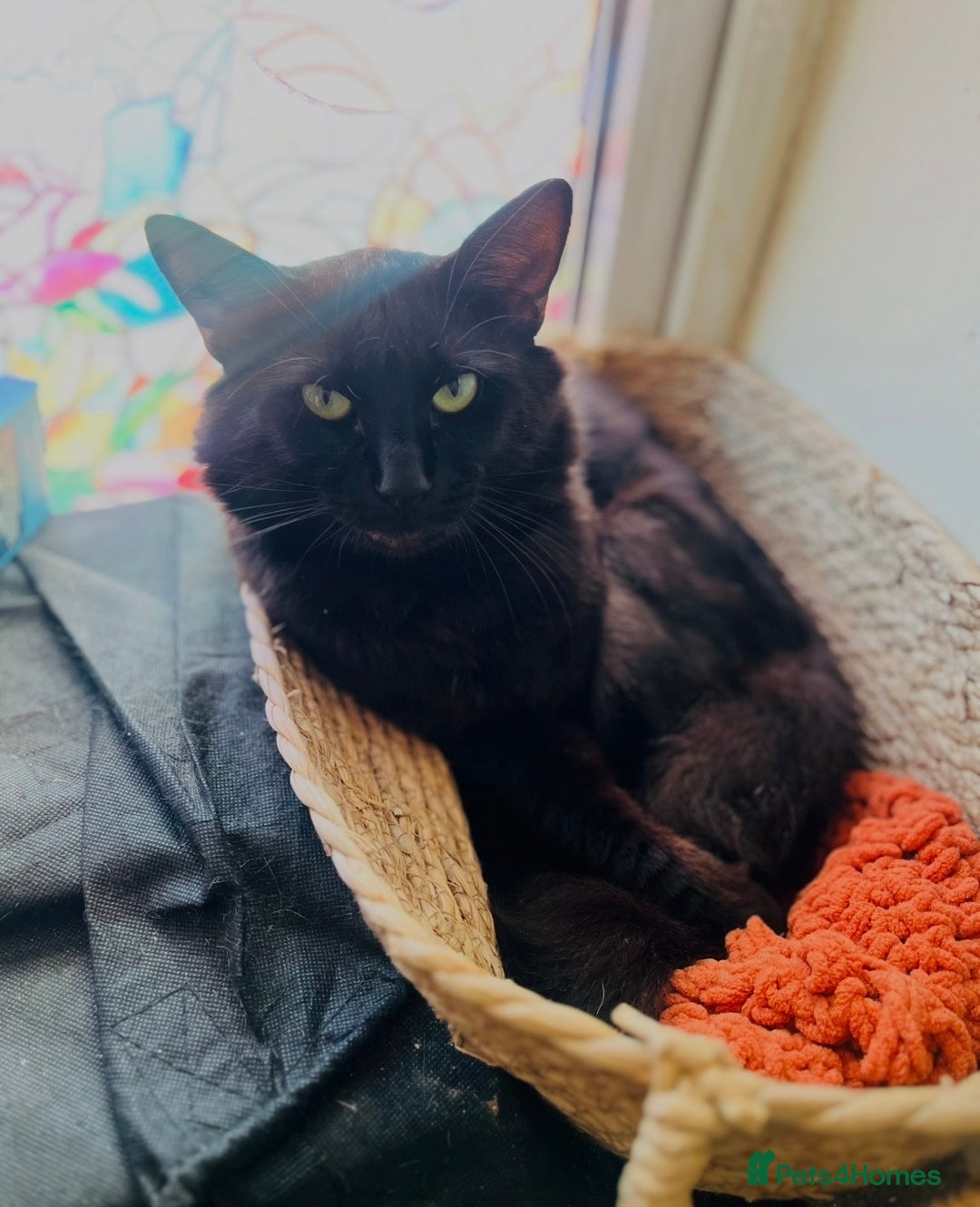 Mixed Breed cats for sale: Beautiful grey, tabby and black kittens  - Advert 14