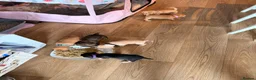 Mixed Breed dogs for sale: 6 beautiful cavapoos puppies  - Advert 7