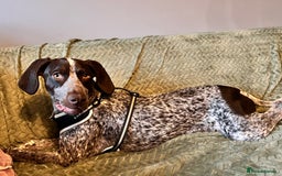German Shorthaired Pointer dogs for sale: Hailey  - Image 2