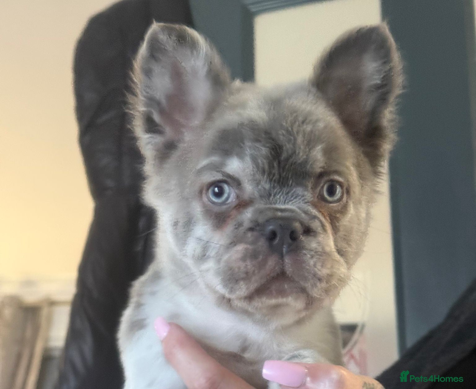 French Bulldog dogs Fluffy french bulldog puppies - Advert 16