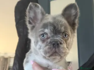 French Bulldog dogs Fluffy french bulldog puppies - Advert 16