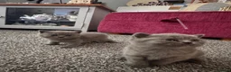 British Shorthair cats for sale: British shorthair kitten ready to go  - Advert 2