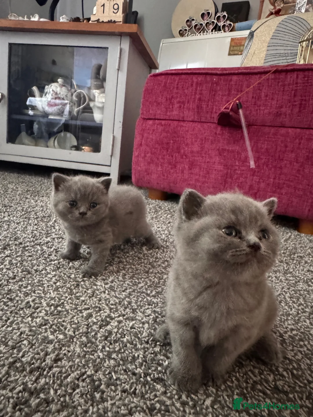 British Shorthair cats for sale: British shorthair kitten ready to go  - Advert 2