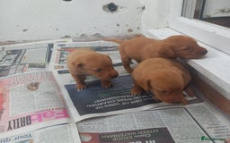 Labrador Retriever dogs for sale: KC Reg Fox red labrador litter of 6 dogs 4 bitches - Image 3
