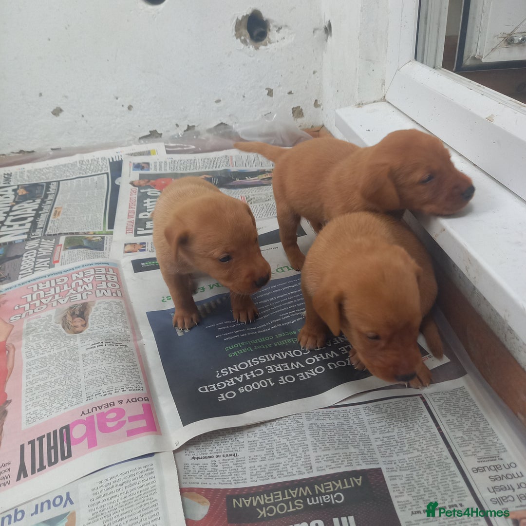 Labrador Retriever dogs for sale: KC Reg Fox red labrador litter of 6 dogs 4 bitches - Image 3