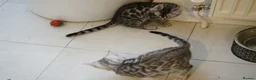 Bengal cats for sale: 2 Tica Registered male Bengal kittens for sale  in Windsor - Advert 29