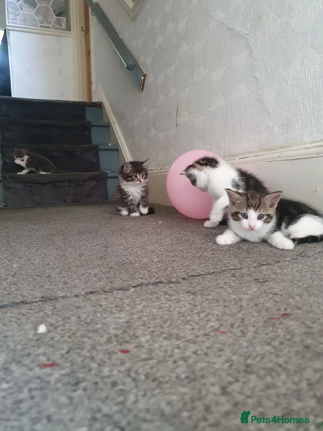 Mixed Breed cats for sale: Kittens  in Plymouth - Advert 7