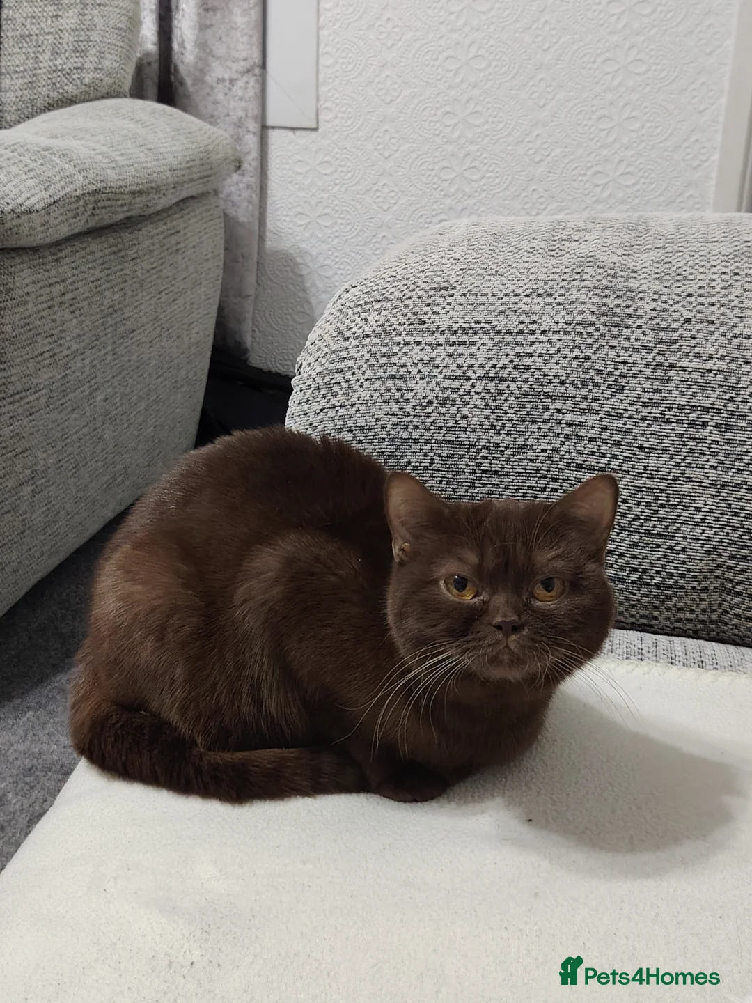 British Shorthair cats for sale: Choclate BSH Active - Advert 2