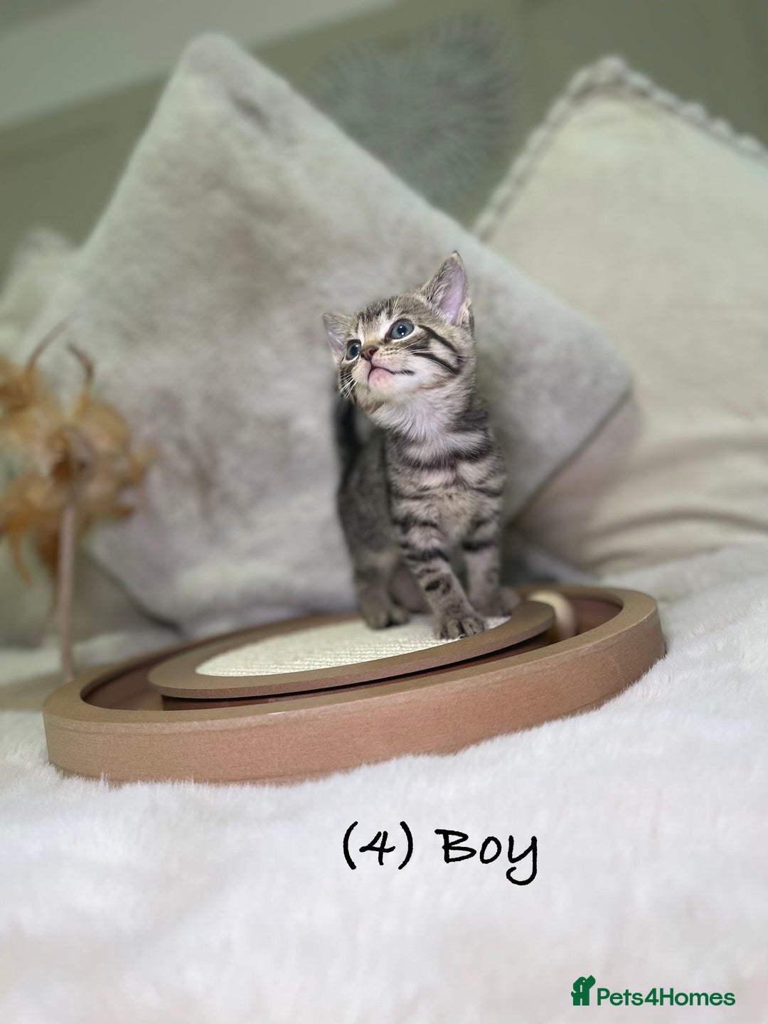 Mixed Breed cats for sale: Stunning kittens 8 weeks old ready now  - Advert 16