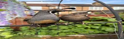 Quail poultry for sale: Californian quails for sale  - Advert 2