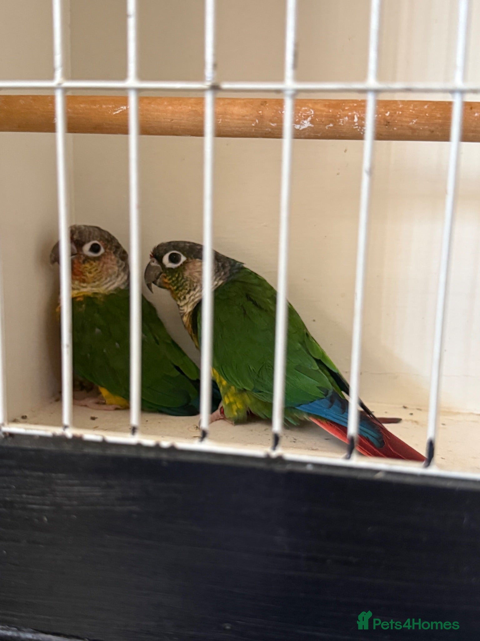 Conures birds Conures for sale  - Advert 1
