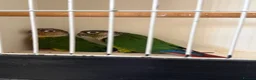 Conures birds for sale: Conures for sale  - Advert 1