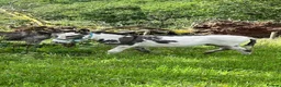 Donkey livestock for sale: 2 donkey gelding for sale - Advert 2