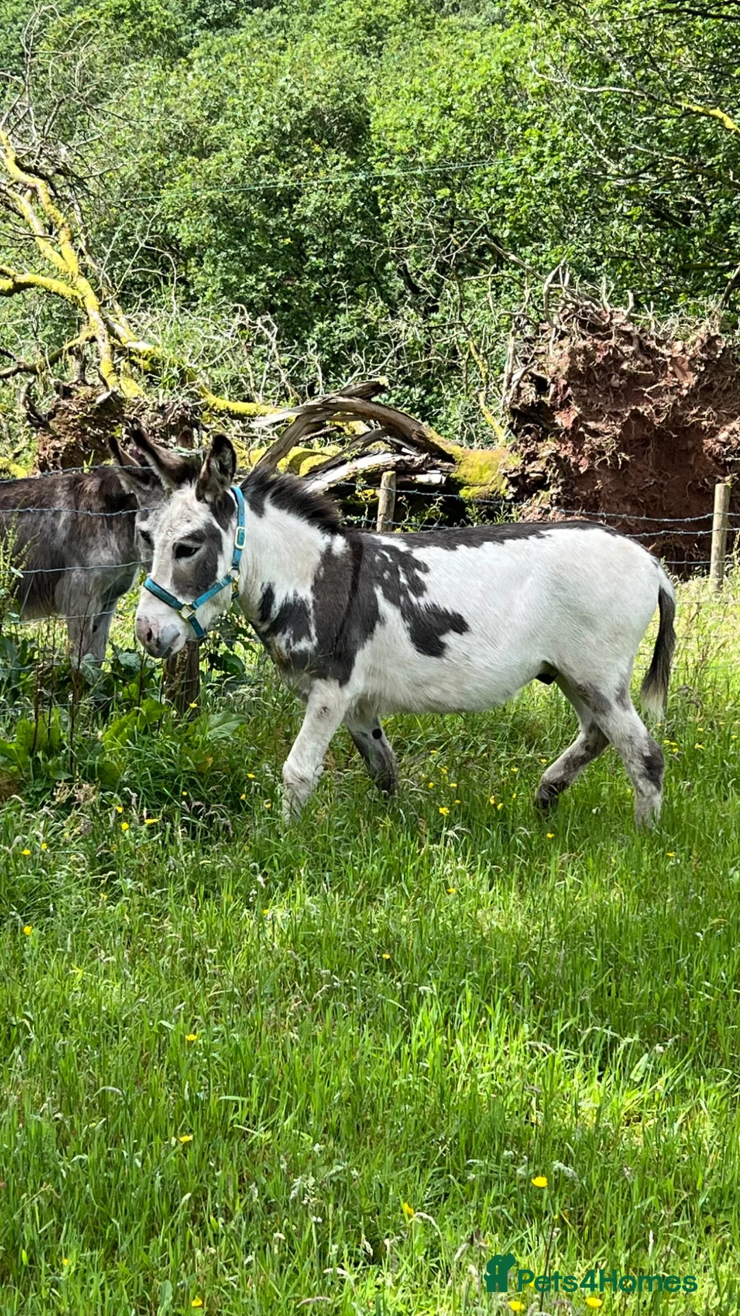 Donkey livestock for sale: 2 donkey gelding for sale - Advert 2