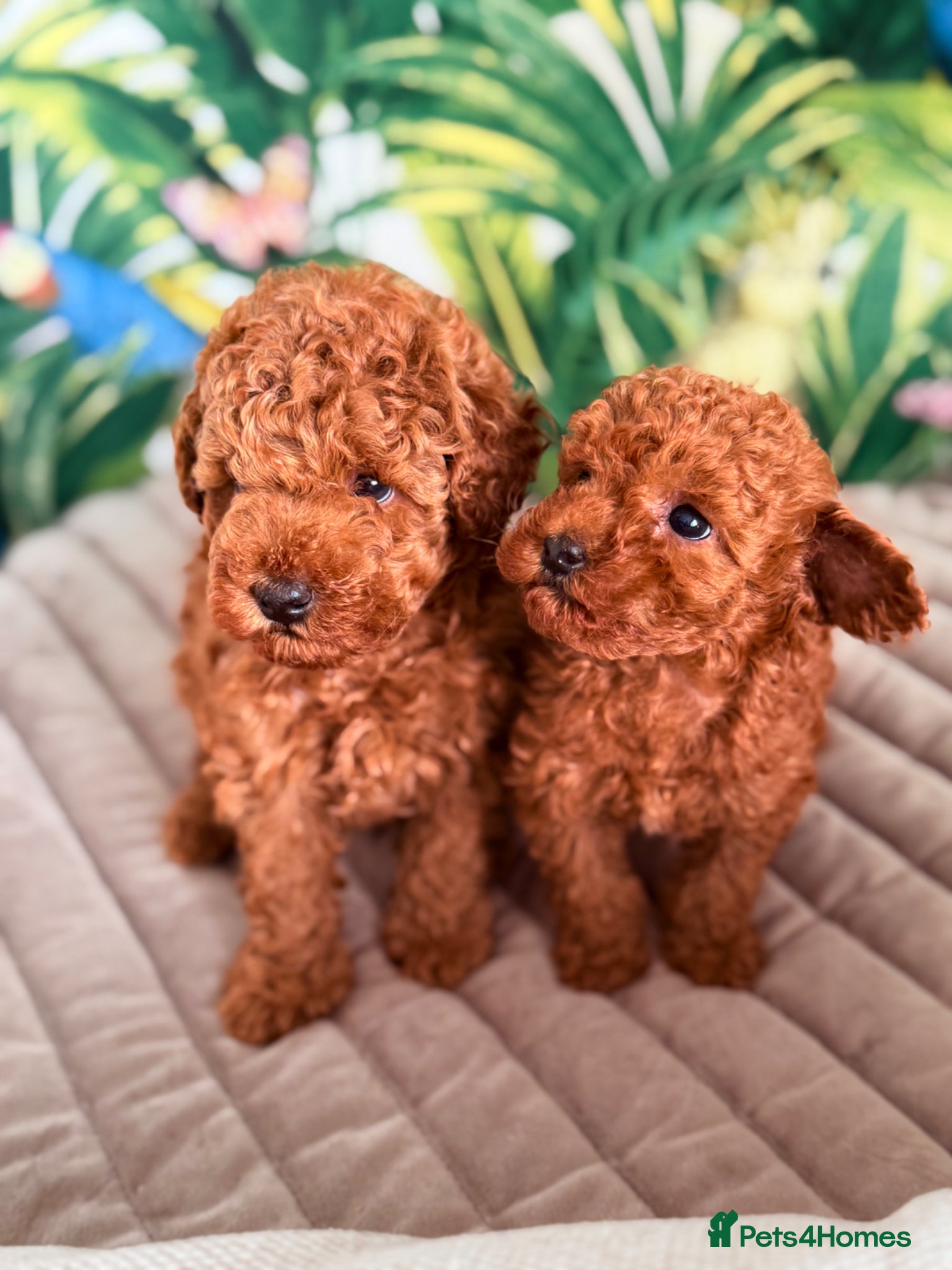 Toy Poodle dogs for sale: Beautiful Toy Poodle Available-One Girl & Boy 🐾❤️ - Advert 2