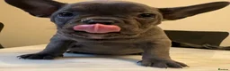 French Bulldog dogs for sale: French bulldog puppies  - Advert 4