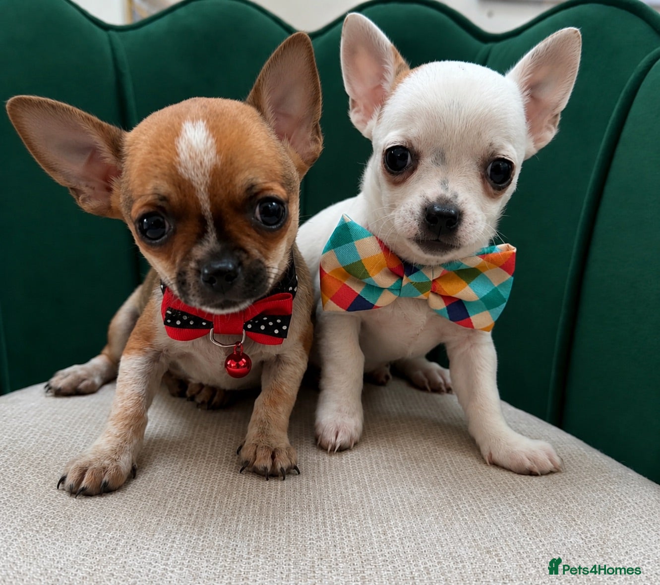 Chihuahua dogs Last 2 of 5 Adorable Chihuahua Puppies - Advert 1
