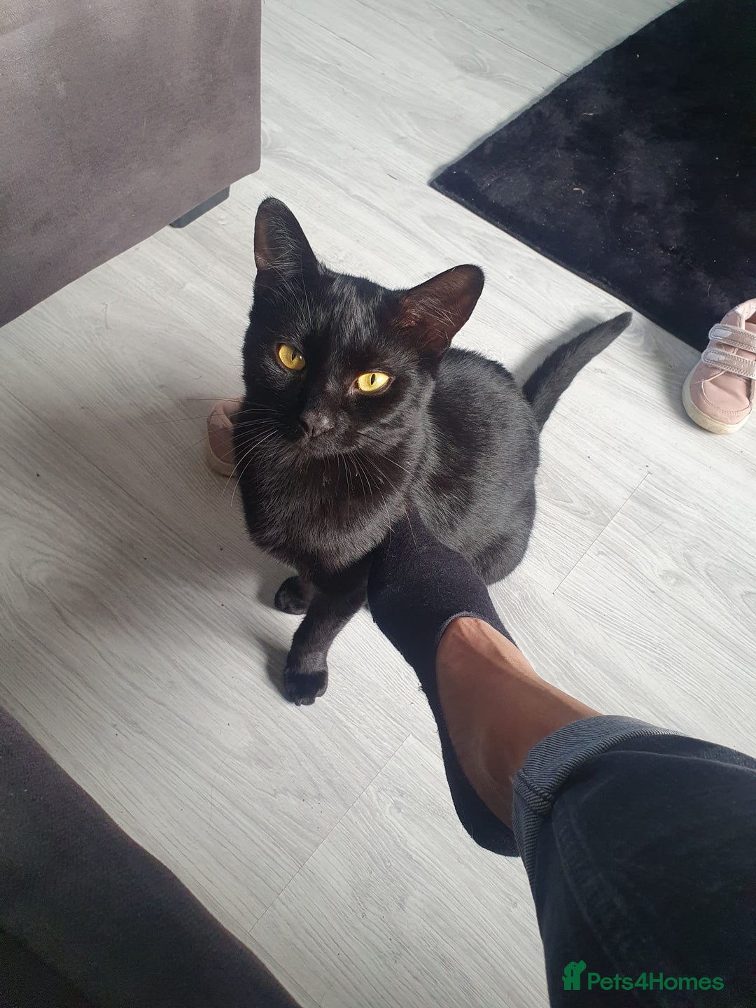 American Shorthair cats for sale: Black and white kitten - Advert 7