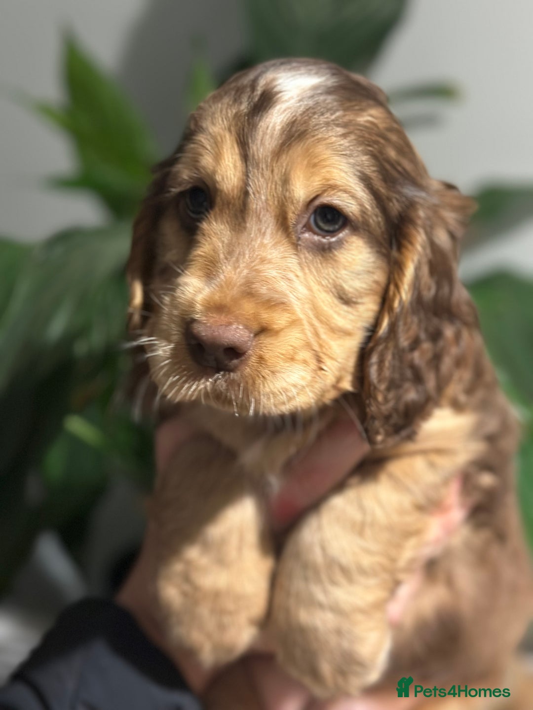Cocker Spaniel dogs for sale: Beautiful Cocker spaniel pups ready this weekend - Advert 19