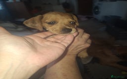 Mixed Breed dogs for sale: Beautiful litter of dachshund mix puppies  - Image 6