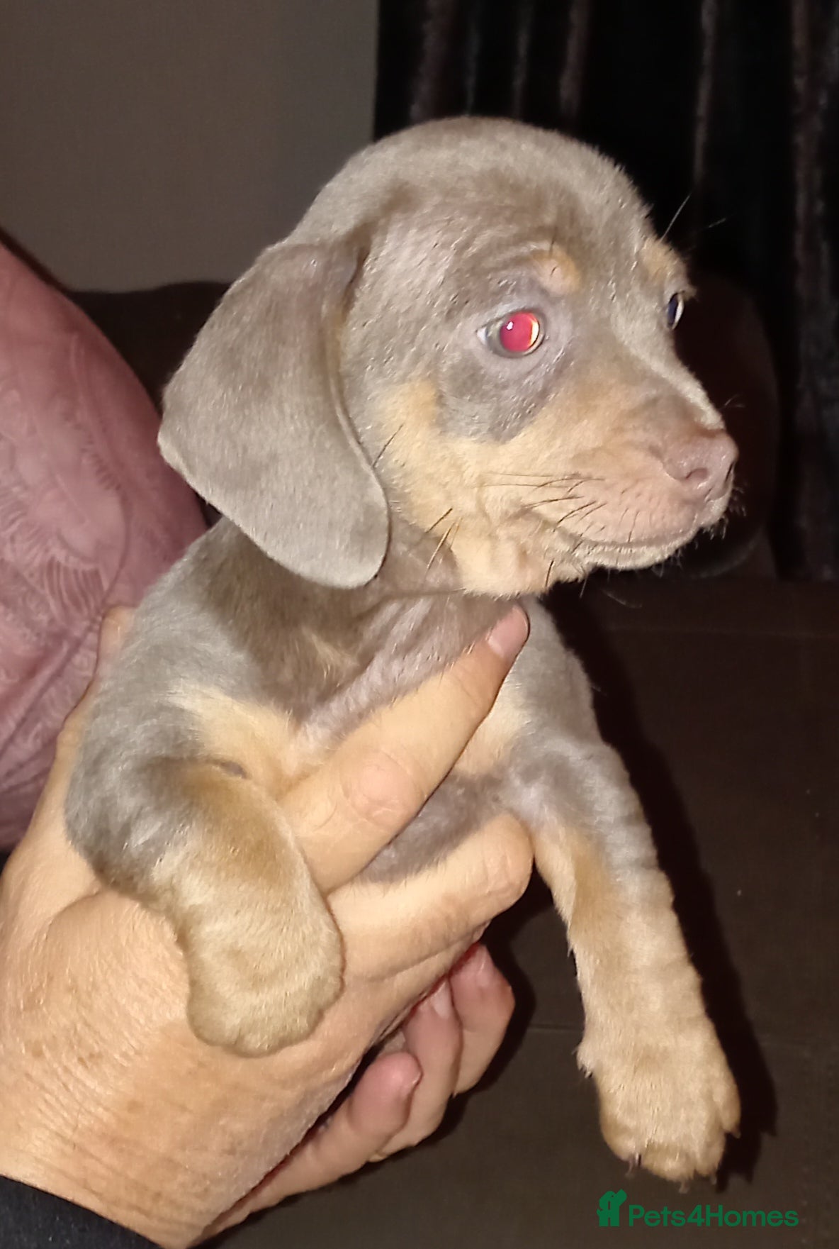 Chiweenie dogs Beautiful Chiweenies - Advert 1