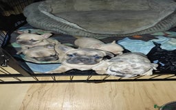 French Bulldog dogs for sale: Unique and Beautiful French bulldogs puppies  - Image 1