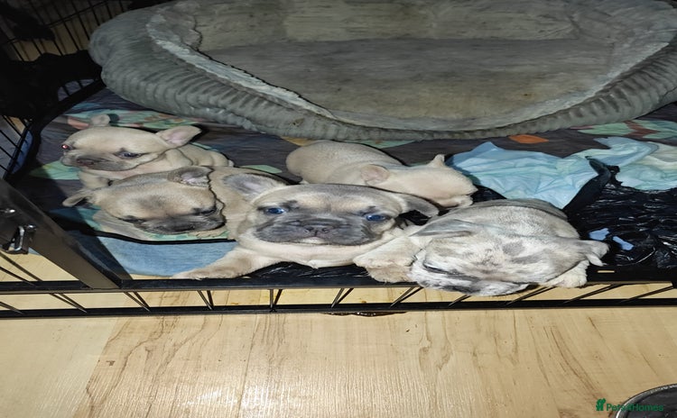 French Bulldog dogs - Advert 3