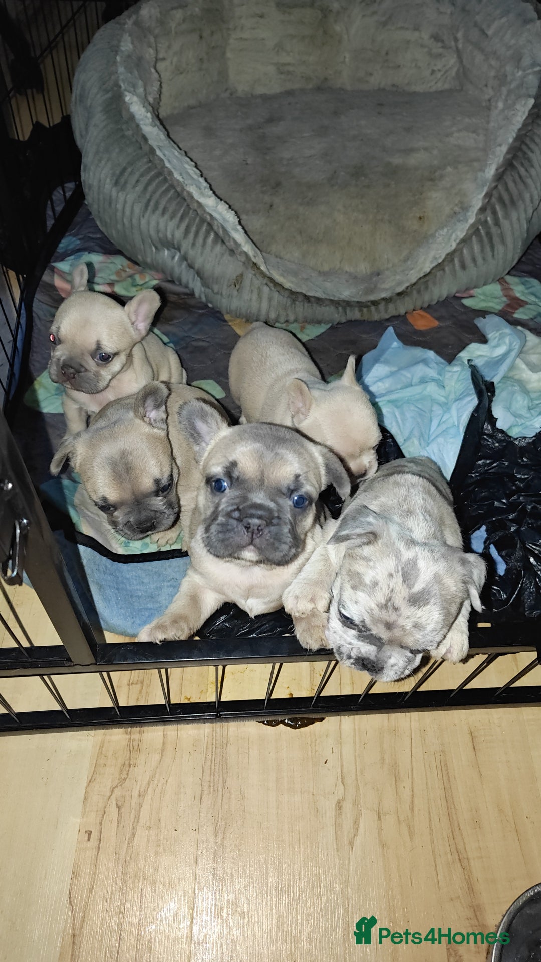 French Bulldog dogs for sale: Unique and Beautiful French bulldogs puppies  - Image 1