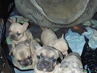 French Bulldog dogs for sale - Advert 1
