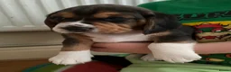 Beagle dogs for sale: Adorable and family friendly Beagle puppies in Accrington - Advert 4