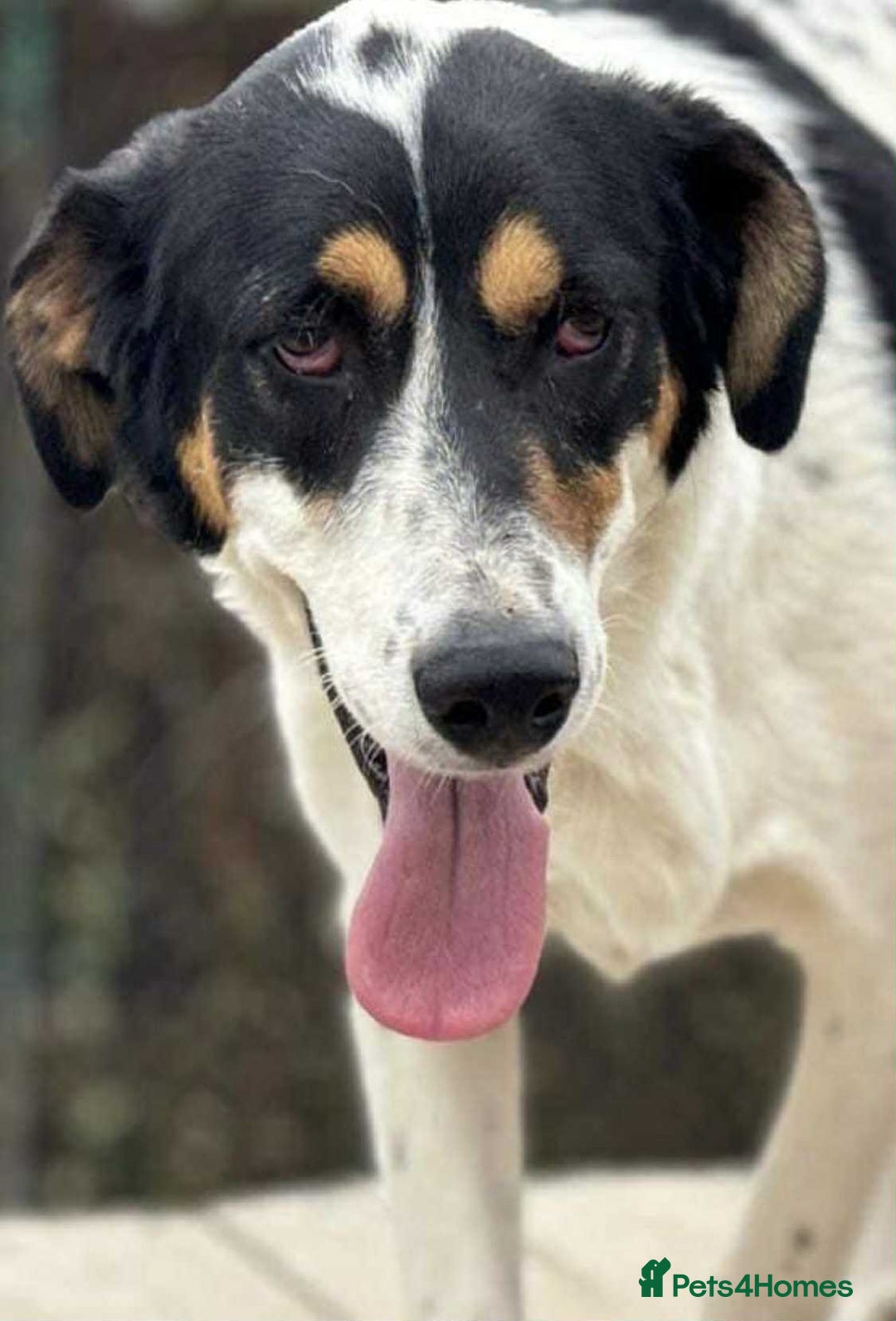 Mixed Breed dogs for adoption: Treacle is waiting for someone to love him 💔 - Advert 16