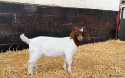 Goats livestock for sale: Boer Wethers - Image 4